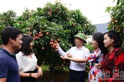 Vải thiều Việt Nam sẵn sàng chinh phục thị trường Nhật Bản