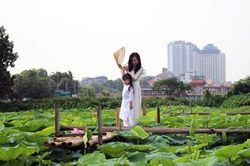 Sen Tây Hồ dịu dàng trong nắng sớm