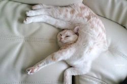 Những tư thế nằm 'khó đỡ' của các 'boss mèo'