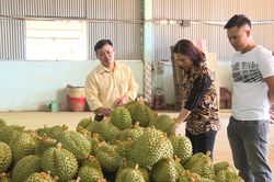 Kết nối giao thương 3 tỉnh Lâm Đồng – Bình Thuận – Ninh Thuận