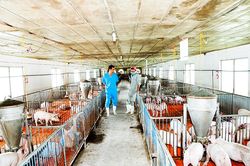 Bao giờ có khu giết mổ tập trung?