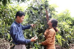 Đưa nông sản địa phương ra thị trường thế giới