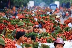 Ủy quyền giám định độc lập xuất khẩu vải thiều không phù hợp thông lệ quốc tế