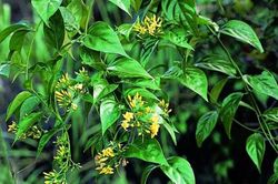 Cứu sống người phụ nữ tự tử bằng lá ngón