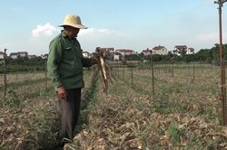 Nhổ bỏ hàng chục hecta củ cải bị sâu tàn phá