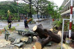 Cây phượng lại bật gốc khiến 3 học sinh bị thương nhẹ