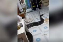 Trăn béo mầm trong tủ quần áo khiến chủ nhà 'đứng hình'