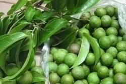 Cách chọn sấu ngon, bảo quản cả năm vẫn tươi không hỏng