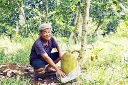 Vĩnh Long: 'Điểm tựa' để nông dân làm giàu từ mít siêu sớm