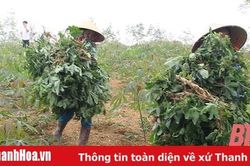 Tăng cường công tác phòng, chống bệnh khảm lá sắn