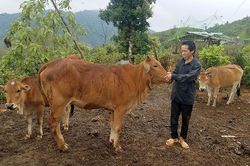 Hỗ trợ con giống: Cần tăng cường hậu kiểm tra