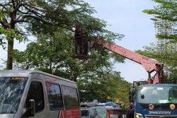 Sau phản ánh, đơn vị chức năng tiến hành cắt tỉa cây xanh tại KĐT Nam Trung Yên - Hà Nội