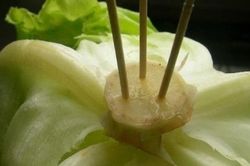 Cắm 3 que tăm vào cuống xà lách, mẹo nhỏ kì lạ nhưng khi biết tác dụng chị em đua nhau làm
