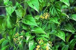 Giận chồng, người phụ nữ rủ con gái 15 tuổi ăn lá ngón tự tử