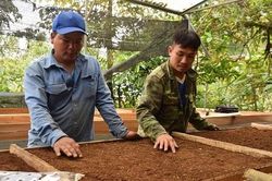 Triển vọng mới của sâm Ngọc Linh