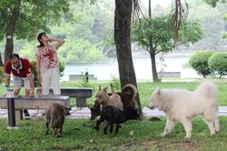 Hà Nội: Chó dữ không rọ mõm thả rông nhan nhản trong mùa dại