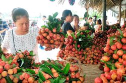 Hơn 50 doanh nghiệp, hợp tác xã tham gia tiêu thụ vải ở Bắc Giang