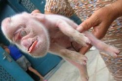 Những động vật 'đẻ' ra…người, quái vật