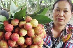 Trái vải to bằng quả trứng gà, đắt gấp 10 lần vải thiều chính vụ vẫn hút khách