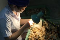 Soi giới tính gà kiếm 2 triệu/ngày