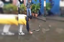 Sững người xem cô gái tay không bắt rắn hổ mang chúa khổng lồ
