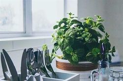 Đặt cây phong thủy trong nhà bếp ở hướng nào để Đại cát?