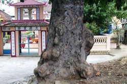 Oan hồn trinh nữ nhập 'linh thụ' canh giữ kho báu
