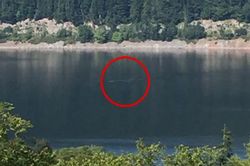 Quái vật Loch Ness thực chất là cá nheo khổng lồ?