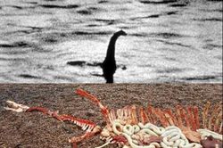 Xác động vật dạt vào bờ Loch Ness, nghi là quái vật huyền thoại