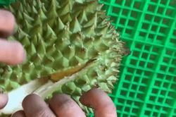 Chị bán hàng bật mí 6 bí quyết chọn sầu riêng 'nhanh - gọn - lẹ' để mua trái nào chuẩn trái đó