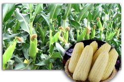 Ngô nếp Soi Lâm