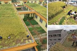 Bất ngờ ngắm những 'cánh đồng sân thượng' của người Châu Á