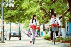 Vì sao trường học lại trồng phượng?