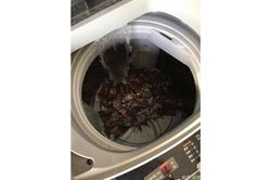 Học mẹo rửa hải sản bằng máy giặt, vợ chồng lười nhận cái kết 'thương tâm'