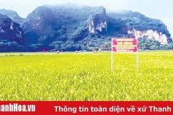 Ứng dụng phương pháp lai hữu tính chọn tạo giống lúa thuần năng suất, chất lượng cao