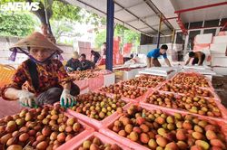 Bắc Giang rộn ràng mùa vải sớm