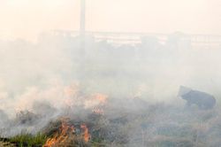Ngoại thành Hà Nội tái diễn tình trạng đốt rơm rạ gây ô nhiễm môi trường