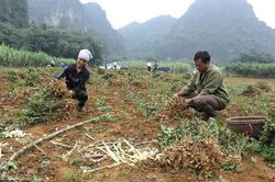 Triển khai sâu rộng phong trào thi đua cả nước chung tay vì người nghèo