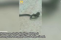 Chuyện ngược đời khi chuột tấn công, đòi 'ăn sống' rắn
