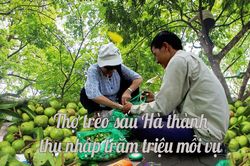 Thợ trèo sấu Hà thành thu nhập trăm triệu mỗi vụ