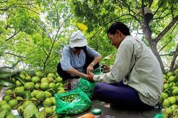 Thợ trèo sấu Hà thành thu nhập trăm triệu mỗi vụ