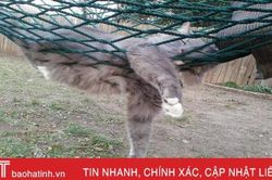Hài hước với những tư thế ngủ 'khó đỡ' của động vật