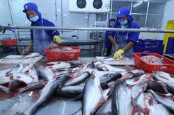 Kim ngạch xuất khẩu cá tra trong năm tháng giảm 39%