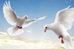 Bồ câu - Loài chim thông minh của thế giới động vật