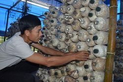 Quảng Nam: Trồng 'nấm lùn' mang lại hiệu quả kinh tế cao