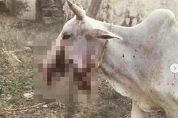 Đến lượt bò mang thai bị 'thổi bay' hàm vì ăn bột trộn thuốc nổ