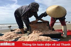 Biển Hải Tiến vào mùa moi
