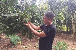 Làm giàu từ trồng cây ăn quả
