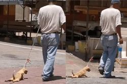 Đối mặt án tù vì kéo lê chú chó trên đường