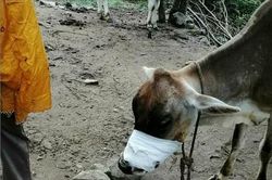 Bò mẹ mang thai bị thương nặng vì ăn phải bột mì nhồi thuốc nổ